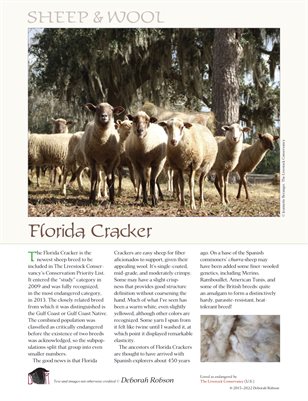 Sheep & Wool Mini Poster: Florida Cracker
