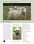 Sheep & Wool Mini Poster: Romney