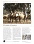 Sheep & Wool Mini Poster: Florida Cracker