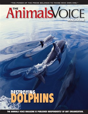 Destroying Dolphins