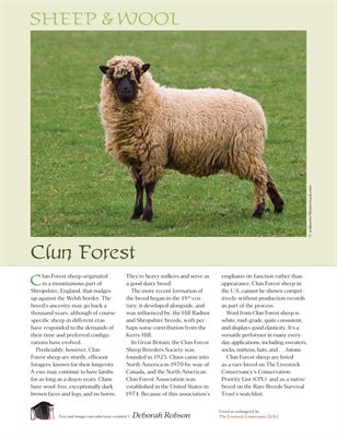Sheep & Wool Mini Poster: Clun Forest