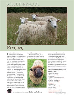 Sheep & Wool Mini Poster: Romney