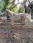 May 2025 Clip Clop Magazine - Vol.14#12